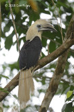 Hornbill, White-crowned (male) @ Kinabatangan