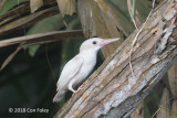 Kingfisher, Collared (albino) @ East Coast Park