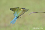 Bee-eater, Blue-tailed @ Seletar