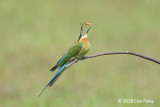 Bee-eater, Blue-tailed @ Seletar