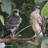 Goshawk, Crested (juveniles) @ Bedok