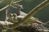 Pigeon, Pink-necked Green (male) @ SBG