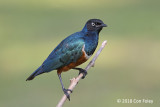Starling, Superb @ near Bird Park