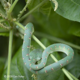 Viper, Waglers Pit (male)