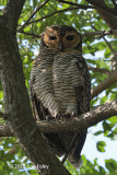 Owl, Spotted Wood @ Pasir Ris Park