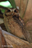 Owl, Sunda Scops @ Pasir Ris Park