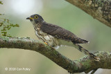 Cuckoo, Malaysian Hawk @ PRP