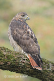 Hawk, Red-tailed