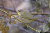 Yellowthroat, Common (female) @ Boothbay Harbor