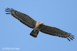 Buzzard, Crested Honey (male) @ Henderson Waves