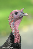 Turkey, Wild (imm male) @ Mt. Auburn Cemetery, Cambridge, MA