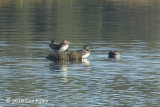 Merganser, Red-breasted @ Bar Harbor