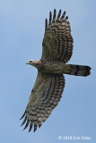 Buzzard, Crested Honey (female) @ Henderson Waves