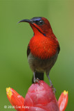 Sunbird, Crimson (male) @ Botanic Gardens