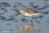 Dunlin @ Funabashi