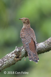 Cuckoo, Himalayan (female hepatic morph) @ Bidadari