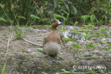 Wigeon, Eurasian @ Kranji Marsh