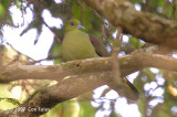 Pigeon, Wedge-tailed Green (male) @ Jln Richmond