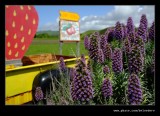 2017 Swanton Berry Farm #02, Davenport, CA