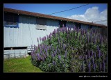 2017 Swanton Berry Farm #05, Davenport, CA
