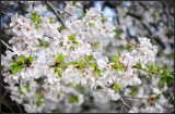 DSC_9348_1.jpg
