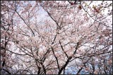 DSC_9360_1.jpg