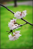 DSC_9374_1.jpg