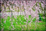 DSC_9389_1.jpg