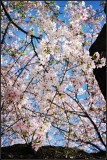 DSC_9490_1.jpg