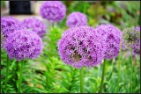 DSC_0515_1.jpg