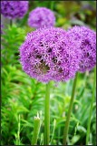 DSC_0516_1.jpg