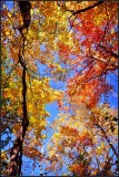 DSC_4575_1.jpg