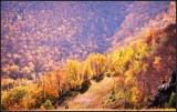 DSC_4655_1.jpg