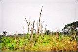 DSC_7511_1.jpg