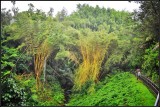 DSC_7530_1.jpg