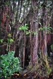 DSC_7562_1.jpg