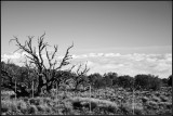 DSC_7146_1.jpg