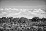 DSC_7149_1.jpg