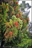 DSC_7781_1.jpg