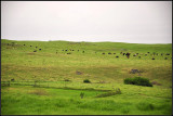 DSC_7917_1.jpg