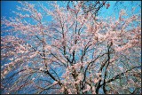 DSC_1508_1.jpg