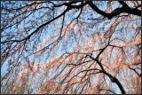 DSC_1544_1.jpg