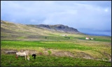 DSC_0831_1.jpg