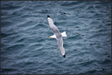 DSC_1001_1.jpg