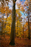DSC_2927_1.jpg