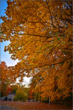 DSC_3017_1.jpg