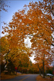 DSC_3062_1.jpg