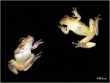 Our Friends, Large and Small