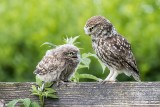 Little-owls