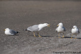 Ring-billed Gull